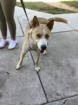 Rescue Husky and Mixed Breed Dogs for Adoption in Fort Worth, Texas - 59841185 | PetCurious