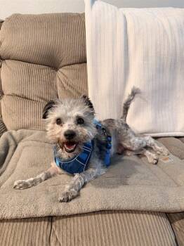 MARLEY -  Poodle and Yorkshire Terrier Dog for Adoption in Colorado Springs, Colorado - MARLEY | PetCurious