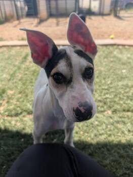 Spider -  Border Collie and Mixed Breed Dog for Adoption in Divide, Colorado - Spider | PetCurious