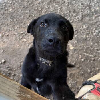 Sir Nicholas -  Labrador Retriever Dog for Adoption in Columbia, South Carolina - Sir Nicholas | PetCurious
