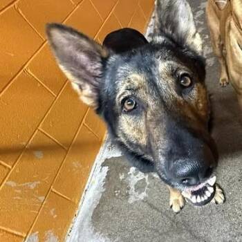 German Shepherd Dog Dogs Available for Adoption - Axel (26-101) | PetCurious