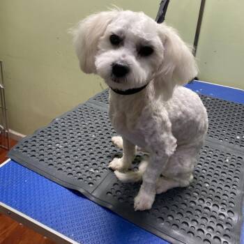 Willie -  Poodle and Mixed Breed Dog for Adoption in San Francisco, California - Willie | PetCurious