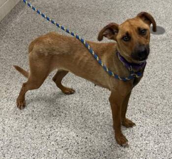 Papaya -  Mixed Breed Dog for Adoption in Kansas City, Missouri - Papaya | PetCurious