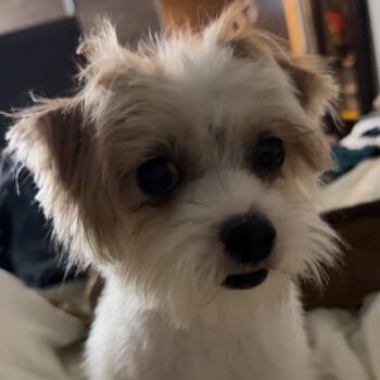 Rescue Terrier Dogs for Adoption in South Elgin, Illinois - Kodee - Home To Home | PetCurious