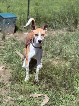 Skyler -  Husky and Chihuahua Dog for Adoption in Towanda, Pennsylvania - Skyler | PetCurious