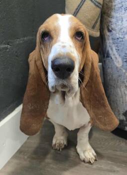 Rescue Basset Hound Dogs for Adoption in New York, New York - Delphinus | PetCurious