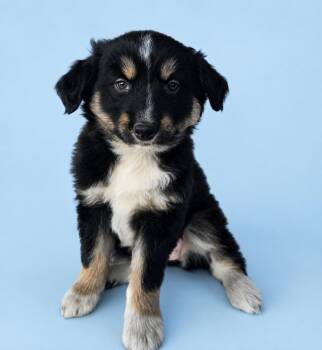 Katie -  German Shepherd Dog Dog for Adoption in Saint Clairsville, Ohio - Katie | PetCurious