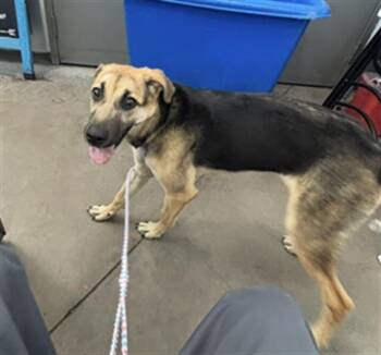 BUTTERCUP -  Mixed Breed Dog for Adoption in Dallas, Texas - BUTTERCUP | PetCurious