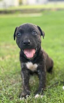 Espresso -  Pit Bull Terrier and Mixed Breed Dog for Adoption in West Memphis, Arkansas - Espresso | PetCurious