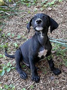 Snoopy -  Labrador Retriever and Terrier Dog for Adoption in Bedford, Virginia - Snoopy | PetCurious