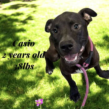 Rescue Labrador Retriever and Terrier Dogs for Adoption in Ocean Township, New Jersey - Casio - Cute Boy!! | PetCurious