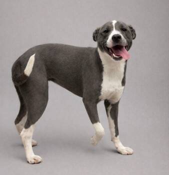 American Staffordshire Terrier and Boston Terrier Dogs Available for Adoption in Concord, North Carolina - Poppy | PetCurious
