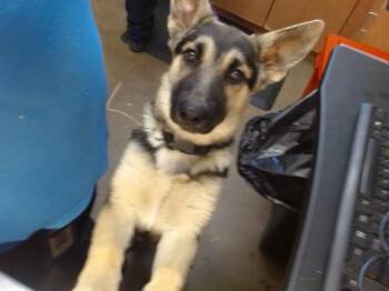 ZORRO -  German Shepherd Dog Dog for Adoption in Sacramento, California - ZORRO | PetCurious