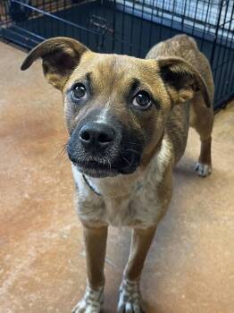Ruby Doo -  Boxer and Australian Cattle Dog Blue Heeler Dog for Adoption in Fair Play, Missouri - Ruby Doo | PetCurious