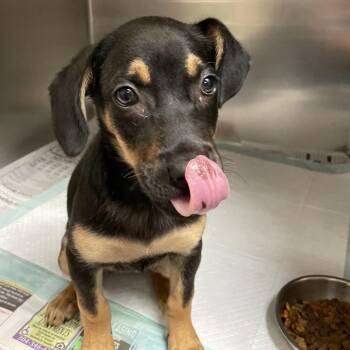 Trista -  Mixed Breed Dog for Adoption in Charleston, West Virginia - Trista | PetCurious