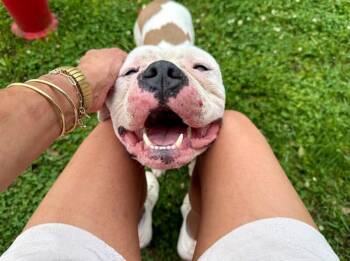 Billy Bob Blockhead Babe -  American Bulldog and American Bully Dog for Adoption in Friendswood, Texas - Billy Bob Blockhead Babe | PetCurious