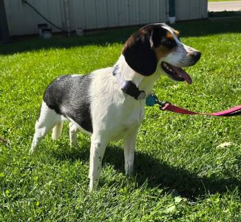 Stella -  Beagle Dog for Adoption in Saint Clairsville, Ohio - Stella | PetCurious