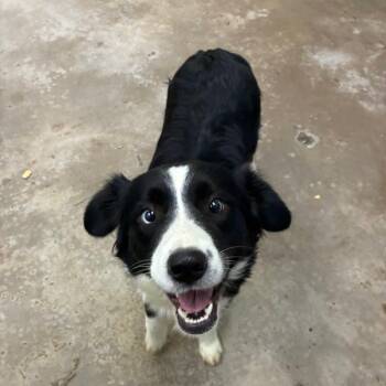 Bella -  Mixed Breed Dog for Adoption in Corbin, Kentucky - Bella | PetCurious