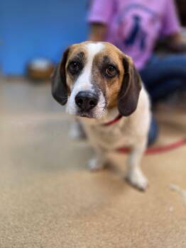 Traeger -  Beagle and Corgi Dog for Adoption in Brookings, South Dakota - Traeger | PetCurious