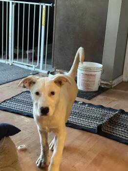 Terrier Dogs Available for Adoption - Sheridan | PetCurious