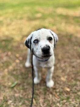 Beagle and Mixed Breed Dogs Available for Adoption - Joy | PetCurious