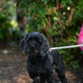 Cockapoo Dogs Available for Adoption in Chester Springs, Pennsylvania - Baby | PetCurious