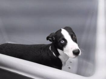 JUNIPER -  Siberian Husky and Mixed Breed Dog for Adoption in Omaha, Nebraska - JUNIPER | PetCurious