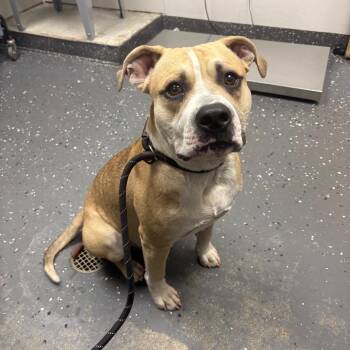 Mailman -  Mixed Breed Dog for Adoption in Columbiana, Alabama - Mailman | PetCurious