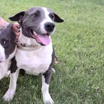 Peach *Coming Soon* -  Pit Bull Terrier and Mixed Breed Dog for Adoption in Dover, New Hampshire - Peach *Coming Soon* | PetCurious