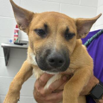 German Shepherd Dog Dogs Available for Adoption in Corpus Christi, Texas - Nathalie | PetCurious