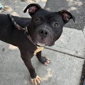 Dolphin -  Pit Bull Terrier Dog for Adoption in Newark, New Jersey - Dolphin | PetCurious