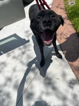 RUSSELL -  Labrador Retriever Dog for Adoption in Fort Walton Beach, Florida - RUSSELL | PetCurious