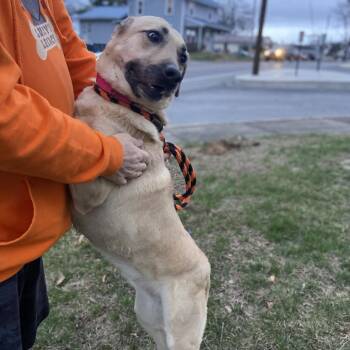 Shepherd and Mixed Breed Dogs Available for Adoption - Sunshine | PetCurious