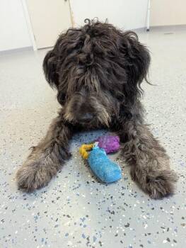 Ozzy -  Poodle and Shepherd Dog for Adoption in Yankton, South Dakota - Ozzy | PetCurious