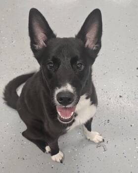 Labrador Retriever and Collie Dogs Available for Adoption in Brooklyn Center, Minnesota - Sage | PetCurious