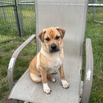 Retriever Dogs Available for Adoption in Manchester, New Hampshire - Way In NH. Come Meet Our Adoptable Dogs Wednesday-Saturday. More | PetCurious
