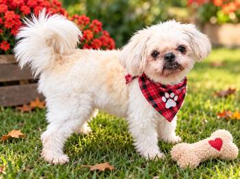 Shih tzu MALE -  Shih Tzu Dog for Adoption in Mount Laurel Township, New Jersey - Shih Tzu MALE | PetCurious