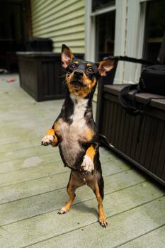 Cera -  Chihuahua Dog for Adoption in Morgantown, West Virginia - Cera | PetCurious