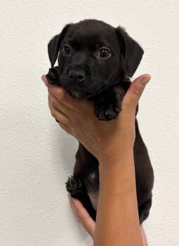 Rescue Boxer and Pit Bull Terrier Dogs for Adoption in Los Angeles, California - Bonbon | PetCurious