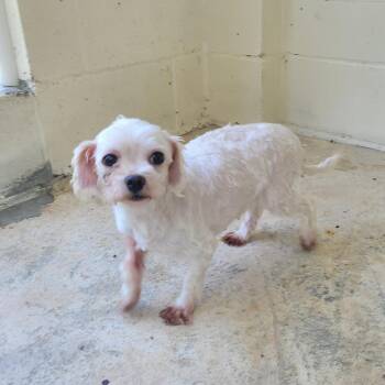 Mable 5413 -  Maltese Dog Available for Adoption in Loxahatchee Groves, Florida - Mable 5413 | PetCurious