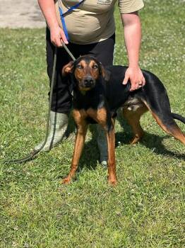 Doberman Pinscher and Mixed Breed Dogs Available for Adoption in Burgaw, North Carolina - Kirk | PetCurious