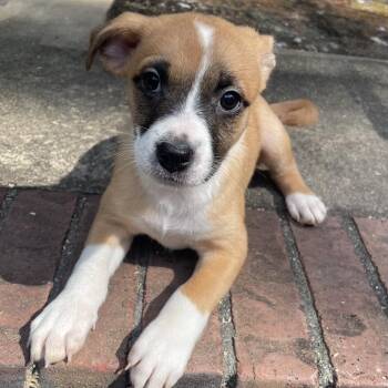 Jujubee -  Mixed Breed Dog for Adoption in Fredericksburg, Virginia - Jujubee | PetCurious