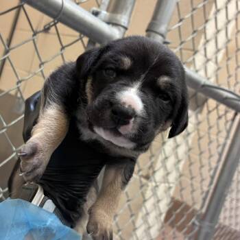Naveen -  German Shepherd Dog and Mixed Breed Dog for Adoption in Reno, Nevada - Naveen | PetCurious