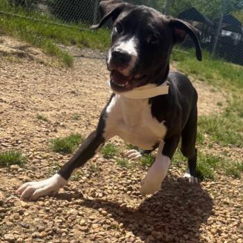 Horton -  Hound Dog for Adoption in Birmingham, Alabama - Horton | PetCurious