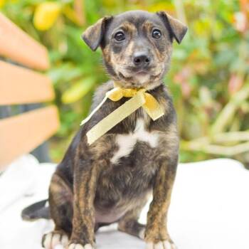 Australian Cattle Dog Blue Heeler Dogs Available for Adoption in Dublin, California - Shania | PetCurious