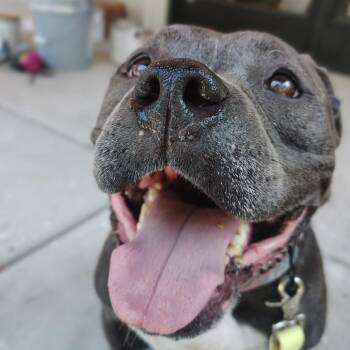 Ice -  Pit Bull Terrier Dog for Adoption in Evensville, Tennessee - Ice | PetCurious