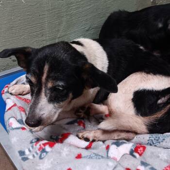Boo -  Boxer and Dachshund Dog for Adoption in Eureka Springs, Arkansas - Boo | PetCurious