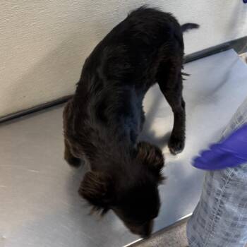 Chewbacca -  Mixed Breed Dog for Adoption in Las Cruces, New Mexico - Chewbacca | PetCurious