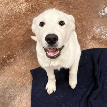 Great Pyrenees and Husky Dogs Available for Adoption in Tulsa, Oklahoma - Falcor | PetCurious