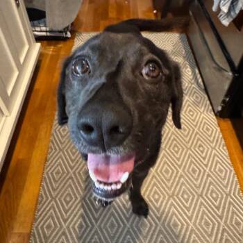 Labrador Retriever Dogs Available for Adoption - Pidgey | PetCurious